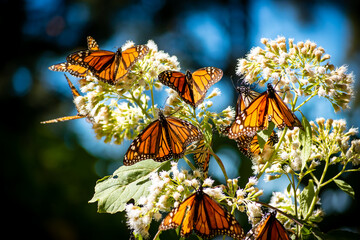 Monarch butterflies during migration