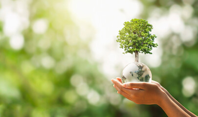 hand holding glass globe ball with tree growing and green nature blur background. eco concept