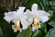 Beautiful white cattleya orchid flowers