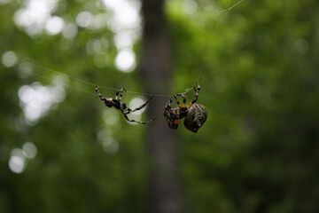 Fighting spiders