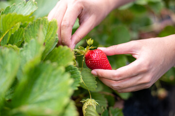 Female hand harvesting red fresh ripe organic strawberry in garden. Woman picking strawberries in field, closeup.