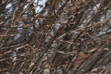 Poster - Euonymus alatus wings (Winged spindle tree)