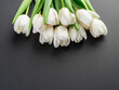 White tender tulips on dark gray background.