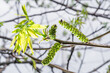 Freshly burst leaves of walnut tree close-up. Spring background.