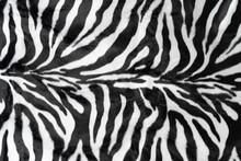 Black White Stripes Real Zebra