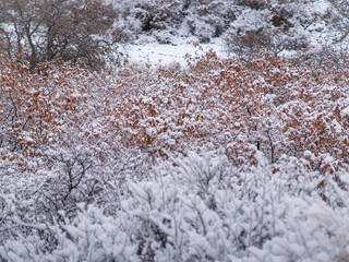 snow covered branches