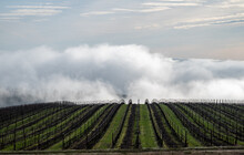 Rows Of Bare Vines In Winter In An Oregon Vineyard Curve Over A Hill, Silhouetting At The Edge Against Fog Highlighted By Sun. 