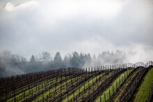 Rows Of Bare Vines In Winter In An Oregon Vineyard Curve Over A Hill, Silhouetting At The Edge Against Fog Highlighted By Sun. 