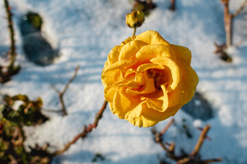 A beautiful yellow rose on a winter day against the background of a snowy surface.