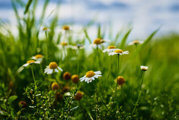 Chamomiles flowers closeup. Blossom field in summer day