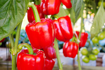 Red bell pepper plant growing in organic garden