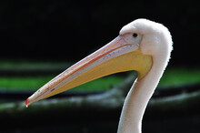 Close Up Of Pelican Head