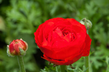 Wall Mural - Sydney Australia, red ranunculus flower with raindrops on petals