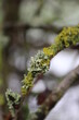 green moss on a branch