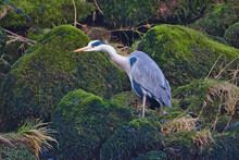 Heron In River Wharfe At Bolton Abbey, North Yorkshire, England