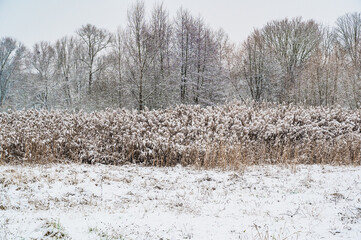 A closeup shot of a snow-covered field with dry tall sunflowers