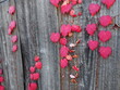 木の壁の上を這う真っ赤な蔦の葉