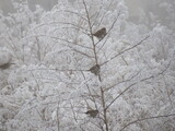 Fototapeta Londyn - beautiful birds on a frozen branch passing cold looking for food