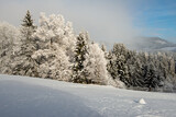 Fototapeta Las - FRESH SNOW . NEUSCHNEE . WINTER 