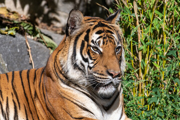 Wall Mural - Tiger sitting and resting in the sun