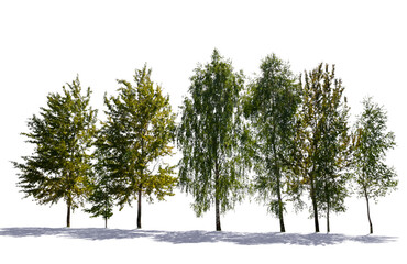 backlit group of trees isolated on white background