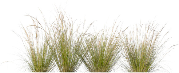 tufts of ornamental grass isolated on white background