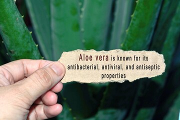 Wall Mural - Text Written On Hand Holding Torn Paper With Blurred Aloe Vera Background