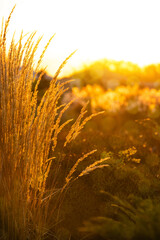 Grass in the sun. Sunset light, summer.