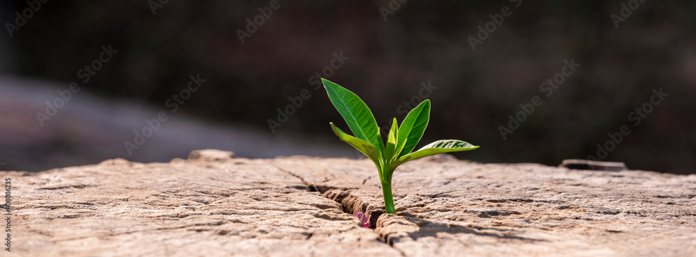 A strong seedling growing in the old center dead tree ,Concept of support building a future focus on new life with seedling growing sprout,New life growth future concept wide banner - obrazy, fototapety, plakaty 