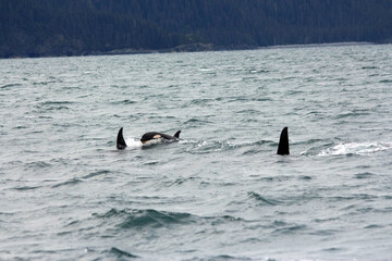 Poster - High angle shot of killer whales swimming with their tails and large dorsal fins out from the water