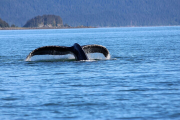 Poster - Closeup of the tail of a whale captured in the sea during the daytime