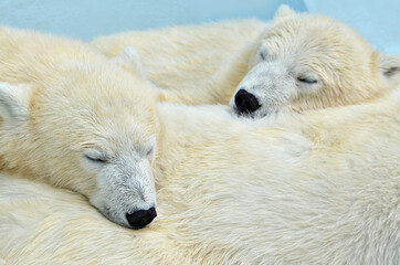 Wall Mural - polar bear cub