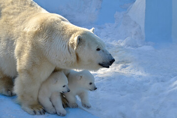 Wall Mural - polar bear in the snow