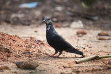 Rock Dove Standing On The Ground