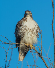 Red Tailed Hawk