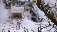 Typical European Birds Surrounding A Birdhouse Feeder In Winter