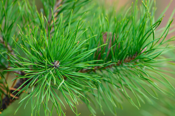 pine branch. green twig of a forest coniferous tree. pine branch needles close-up. Spring or autumn park, forest. Nature is waking up. natural background