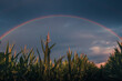 Close up of corn stalks and tassels looking up towards a rainbow over a rural farm corn field in the Midwest. Prism of colors. Dramatic weather at sunrise. 