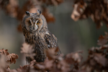 Wall Mural - Long-eared owl in the dark between autumn leaves . Asio otus.