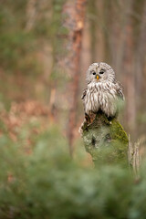 Wall Mural - Ural owl sittin on a tree stump. Strix uralensis