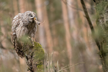 Wall Mural - Ural owl with hunted mouse in beak. Strix uralensis