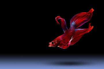 Wall Mural - Betta fish, siamese fighting fish (Halfmoon betta )isolated on black background