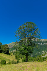 Wall Mural - landscape in the mountains