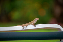 Anole Lizard Outside On The Patio Chaise Furniture, Brown With Green Background.