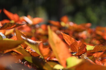 red maple leaves