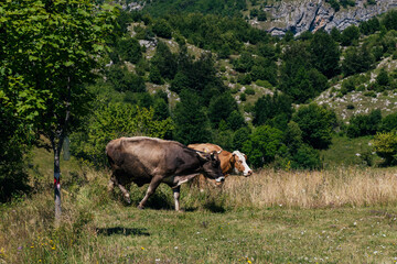 Wall Mural - cows on a meadow