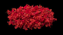Red Roses And Tropical Red Orchids Flowers Floral Arrangement Nature Backdrop, Red Flower Bush Isolated On Black Background For Wedding And Valentines Day Decoration.