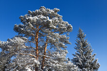 Snow Covered Scots Pine With Red Bark And Spruce Tree On A Blue Sky