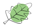Green oak leaf on a white backgrond