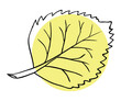 Yellow leaf is on a white backgrond